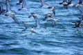 Buller's Shearwater
